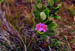 kauai_ratberry