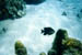 moorea_fish1