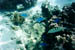 moorea_fish2