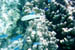 moorea_fish3