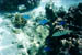 moorea_fish5